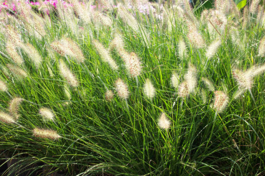 Ornamental Fountain Grass - Orange County Landscape Contractor ...